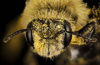 Andrena hirticincta, f, face, Maine, Du Clos