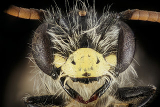 Andrena nida, m, face, Montgomery Co