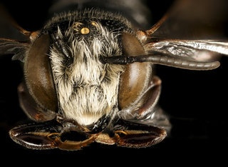 Coelioxys octodentatus, m, face, Maryland
