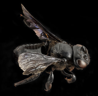 Megachile xylocopoides, F, Back, Florida