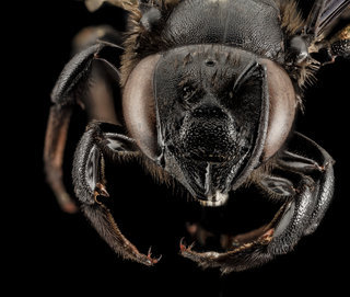 Megachile xylocopoides, F, Face, Florida