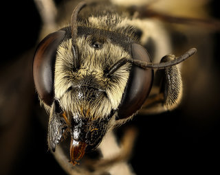 Megachile albitarsis, f, face, chambers co, Texas
