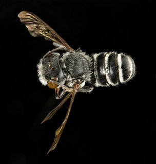 Megachile exilis, m, back, Pr. Georges Co., MD