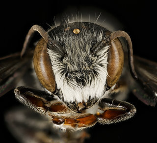Megachile exilis, m, face, Pr. Georges Co., MD