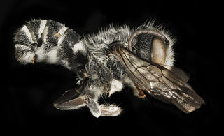 Megachile exilis, m, side, Pr. Georges Co., MD