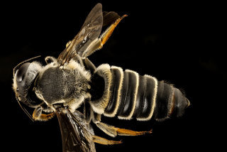 Megachile policaris, back, chambers co, Texas