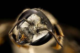 Megachile policaris, face, chambers co, Texas