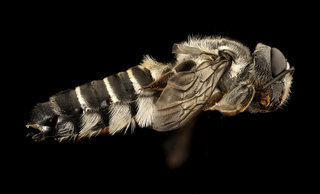 Megachile policaris, side, chambers co, Texas