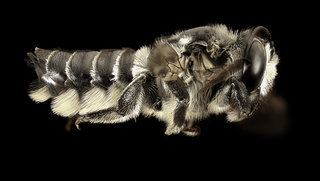 Megachile pruina, f, charlotte county, fl, side