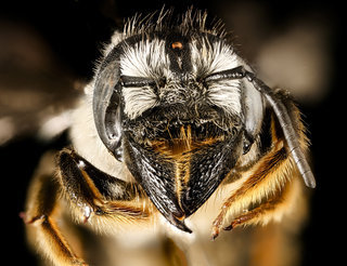 Megachile pugnata, f, face, National Arboretum, DC