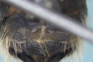 Osmia albiventris, m, dennis johnson