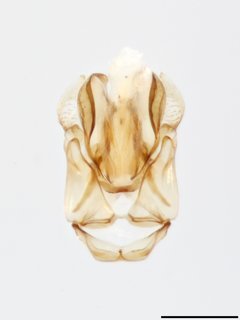 Epeolus scutellaris, mm X