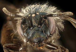 Andrena caerulea, f, face, Santa Barbara, CA