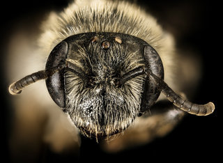 Andrena morrisonella, f, face, Talbot Co, MD