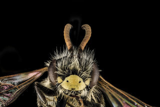 Andrena nida, M, Face, Maryland, Calvert County