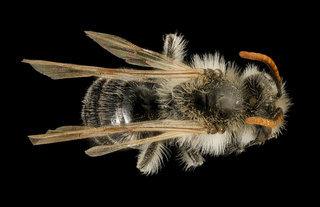 Andrena wellesleyana, m, back, Middlesex Co, MA