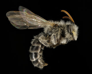 Andrena wellesleyana, m, side, Middlesex Co, MA