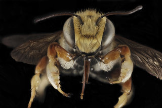 Megachile albitarsis, M, Face, FL, Torreya