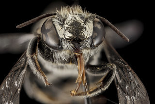 Megachile concinna, F, face, Puerto Rico, Boqueron