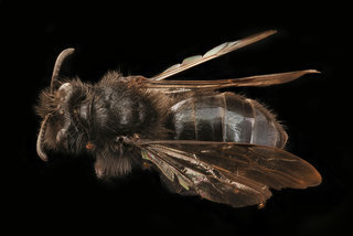 Andrena vanduzeei, f, back, Mariposa, CA