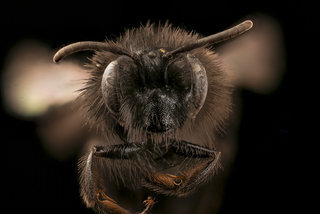 Andrena vanduzeei, f, face, Mariposa, CA