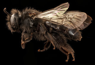 Andrena vanduzeei, f, left side, Mariposa, CA