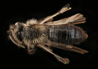 Andrena vanduzeei, m, back, Mariposa, CA