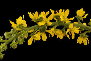 Agrimonia parviflora, Many-flowered Agrimony, Howard County, MD, Helen Lowe Metzman