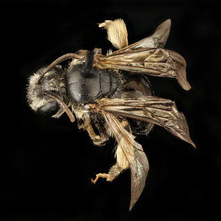 Andrena atlantica, f, back, Prince Georges Co., MD