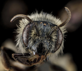Andrena geranii, F, Face, MD, Calvert County