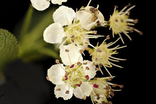 Aronia melanocarpa, black chokeberry flr. Howard County, MD, HeLoMetz