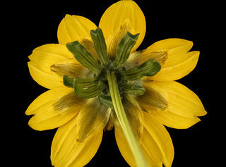 Bidens cernua, Nodding Beggartick backside flower, Howard County, Md