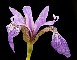 Iris versicolor, Blue flag Iris, Howard County, MD, Helen Lowe Metzman
