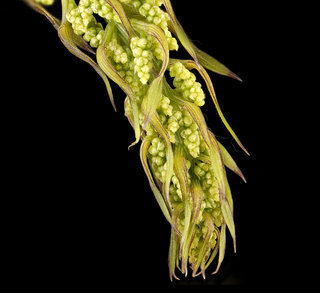 Dioscorea villosa, Wild Yam, pistillate inflorescences in bud, Howard County, MD, HeLoMetz