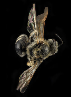 Lasioglossum paraforbesii, F, back, Pennington Co., S. Dakota