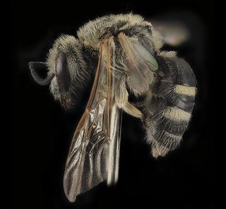 Lasioglossum paraforbesii, F, side, Pennington Co., S. Dakota