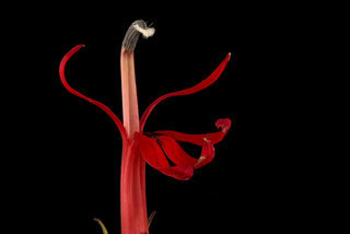 Lobelia cardinalis, Cardinal Flower, Howard County, MD