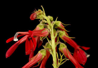 Lobelia cardinalis, Cardinal Flower, Howard County, MD, Helen Lowe Metzman