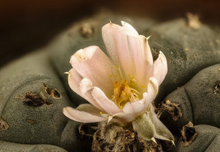 Lophophora williamsii, native to SW Texas and Mexico