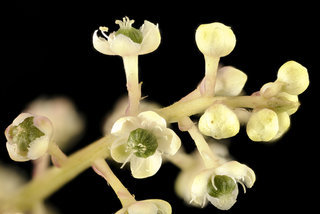 Phytolacca americana, Pokeweed flowers, Howard County, MD, Helen Lowe Metzman