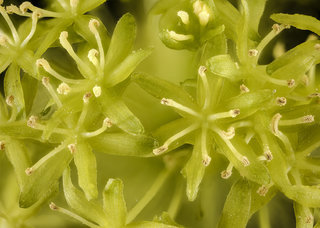 Smilax herbacea or psuedo-china inflorescence, Howard County, MD, HeLoMetz