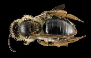 Andrena cressonii, F, Back, MD