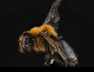 Andrena dunningi, F, side, MD, Harford County