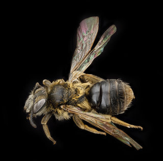 Andrena wheeleri, F, back, North Carolina, Buncombe County