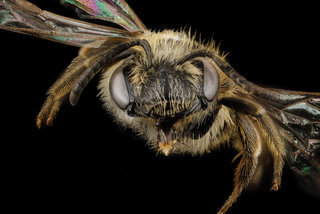 Andrena wheeleri, F, face, North Carolina, Buncombe County