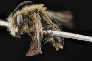 Andrena wheeleri, M, side, North Carolina, Buncombe County