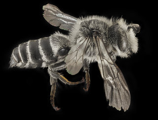 Coelioxys sodalis, M, Side, NY, Pullout by river--histogram=f.flash=
