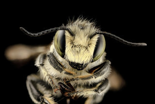 Megachile brevis, m, face, md, aleghany county