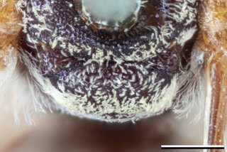 Epeolus barberiellus, Axillae mesoscutellum female holotype