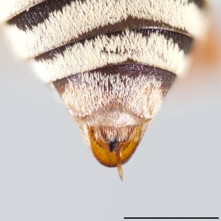 Epeolus basili, Pseudopygidial area female paratype